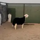 خروف مشروع شرط