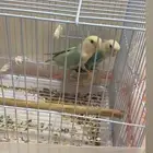 طيور زينه