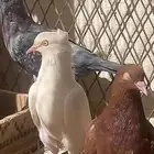حمام