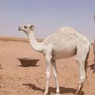 حاشي لبيع