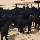 رغايث عرب