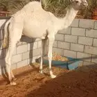 حاشي فاخر جدا