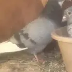 أنثى دوباز