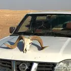 جمجمة