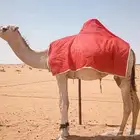 قعود حق رماني للبيع