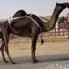 مجهم خفوت ثنو طيبه جدا وسلم العذاريب