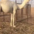 قعود اوضح فاخر