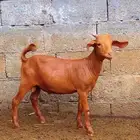 كلهاري تم البيع