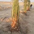 نخل طيب مثمر وبسعر ممتاز جدا   سكري. هشيشي. روثانه