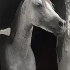 خيل شعبي سليم شرط الحراره على يد الخيال معا المبتدء هادا