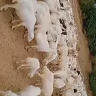 الضان دفيع ومناتيج
