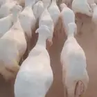 اعرض لكم ضأن رفيديات دفيع وغنم دهم