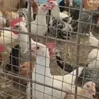 دجاج بلدي العمر ثلاث شهور ونص
