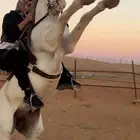 خيل شعبي