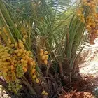 يوجد لدينا جميع انواع النخيل الى جميع أنحاء المملكة