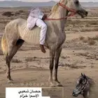 حصان شعبي بطل