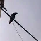 ببغاء كاسكو - ضائعة