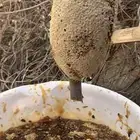 عسل جبلي