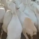 اعرض لكم ضأن رفيديات ماشاءالله تبارك الله