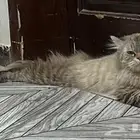 ضايع اللي يحصله يكلمني بالله
