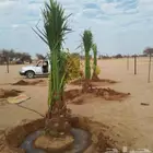 بيع نخيل مثمره القصيم