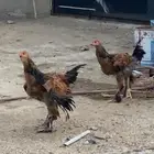 دجاج براهما
