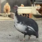ديك حبشي نظيف