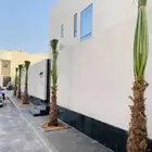 نخل واشنطني زينه جميع المقاسات متوفره ابو مروحه