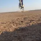 حصان شعبي