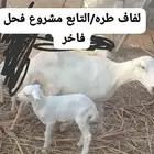 ضان فواخر للبيع