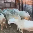 طليان جبره تبيض الوجه