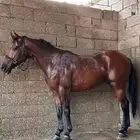 حصان واهو فرنسي للبيع