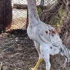 فروخ العمر 5 إلى 6 اشهر