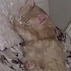 قطط