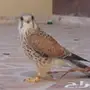 شبوط للبيع ب 200 ريال