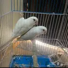 البينو وا باليد