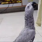 بغبغاء كاسكو للبيع