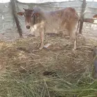 بقره للبيع الصامل يدق علي