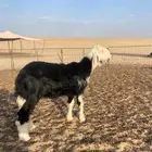 رخل نجديه كفو