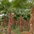 نخل وزيتون تنسيق الحدائق 234