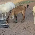 ماعز أبوها وعل ومعها بنتها