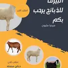 تيوس عوارض لبني