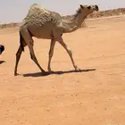 خلفه شقحا
