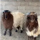 جذعان نعيم فل شحم