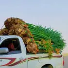 فروخ حيش خلاص عجوه صقعي برحي برني صفاوى مجدول مجذر مراكن
