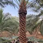 نقوم بتكريب وتنضيف النخيل في جميع أنحاء المملكة التوصل