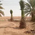 يوجد لدينا جميع انواع النخيل العربي والواشنطن بكل المقسات