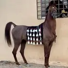 فحل مربط واهو