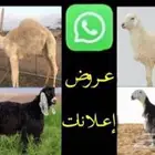 حراج المواشي اغنام وابل