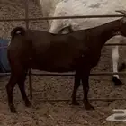 عنز مشروكه